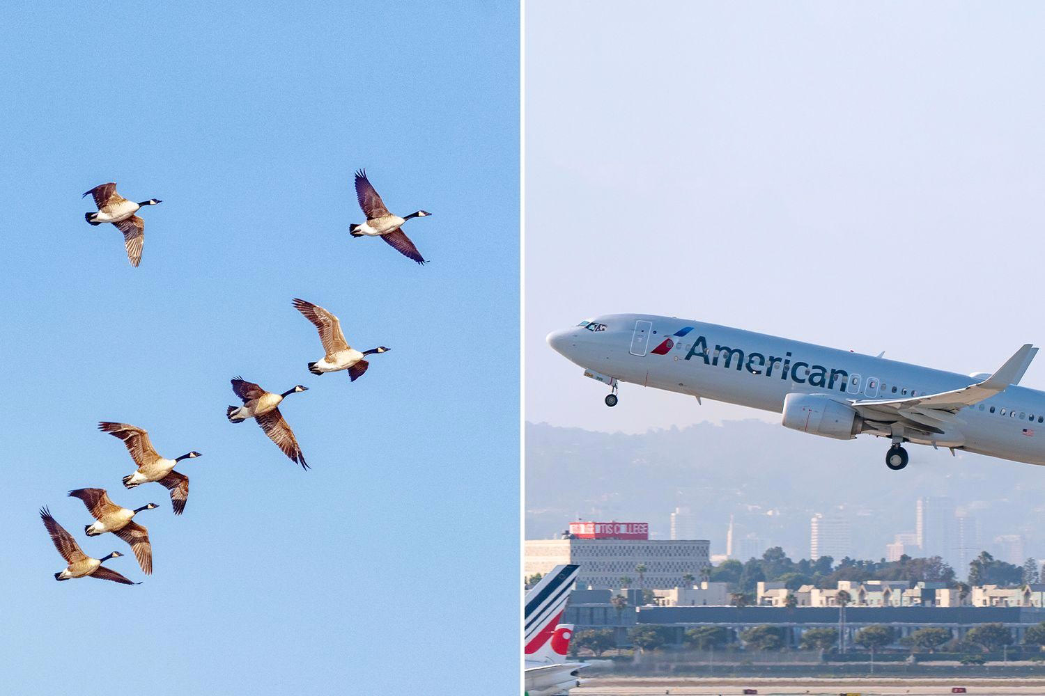 Bird Strike Causes Fire on American Airlines Jet